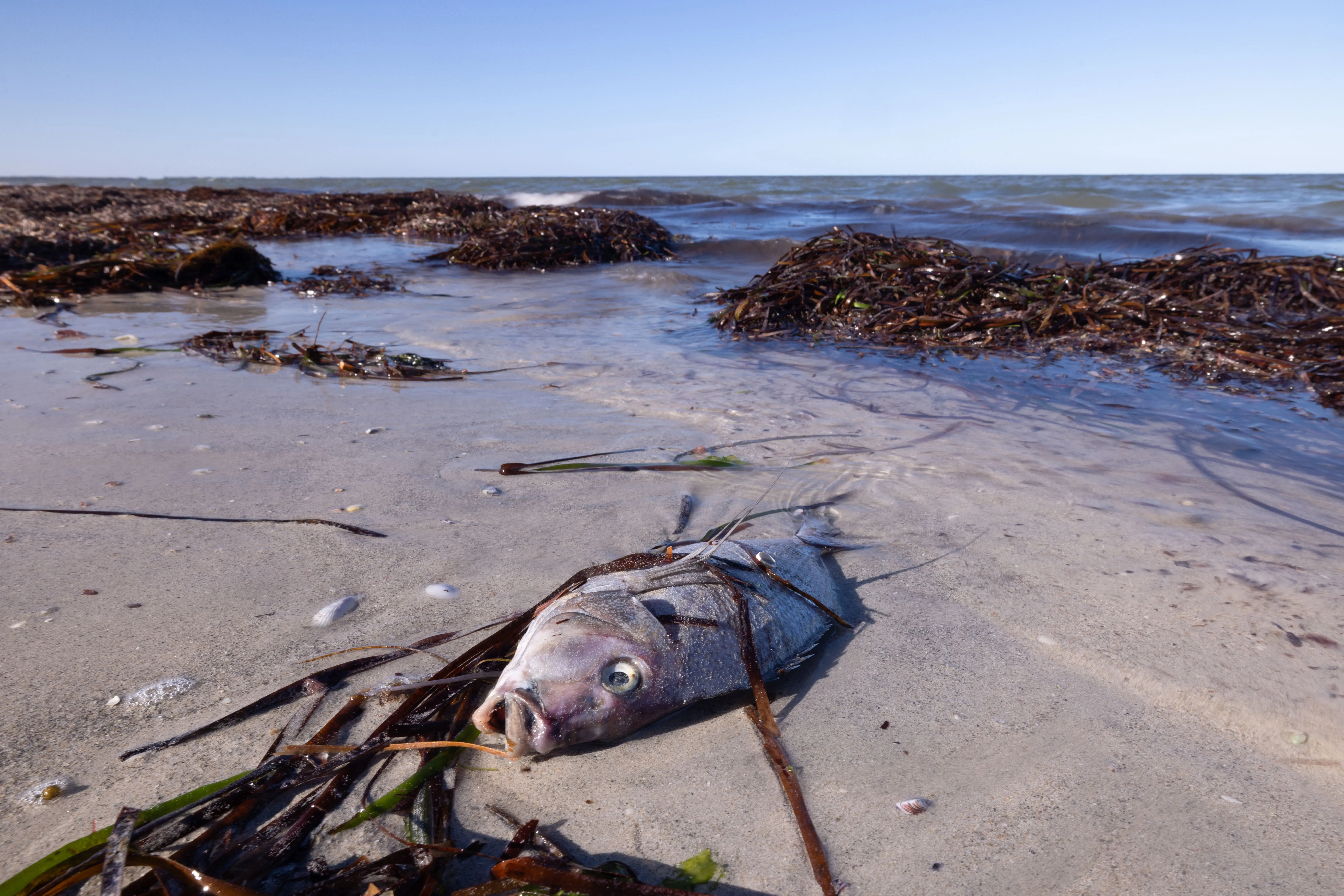 جثة سمكة على شاطئ رملي، محاطة بالأعشاب البحرية، مع أمواج البحر في الخلفية، تعكس تأثيرات تكاثر الطحالب الضارة في جنوب أستراليا.