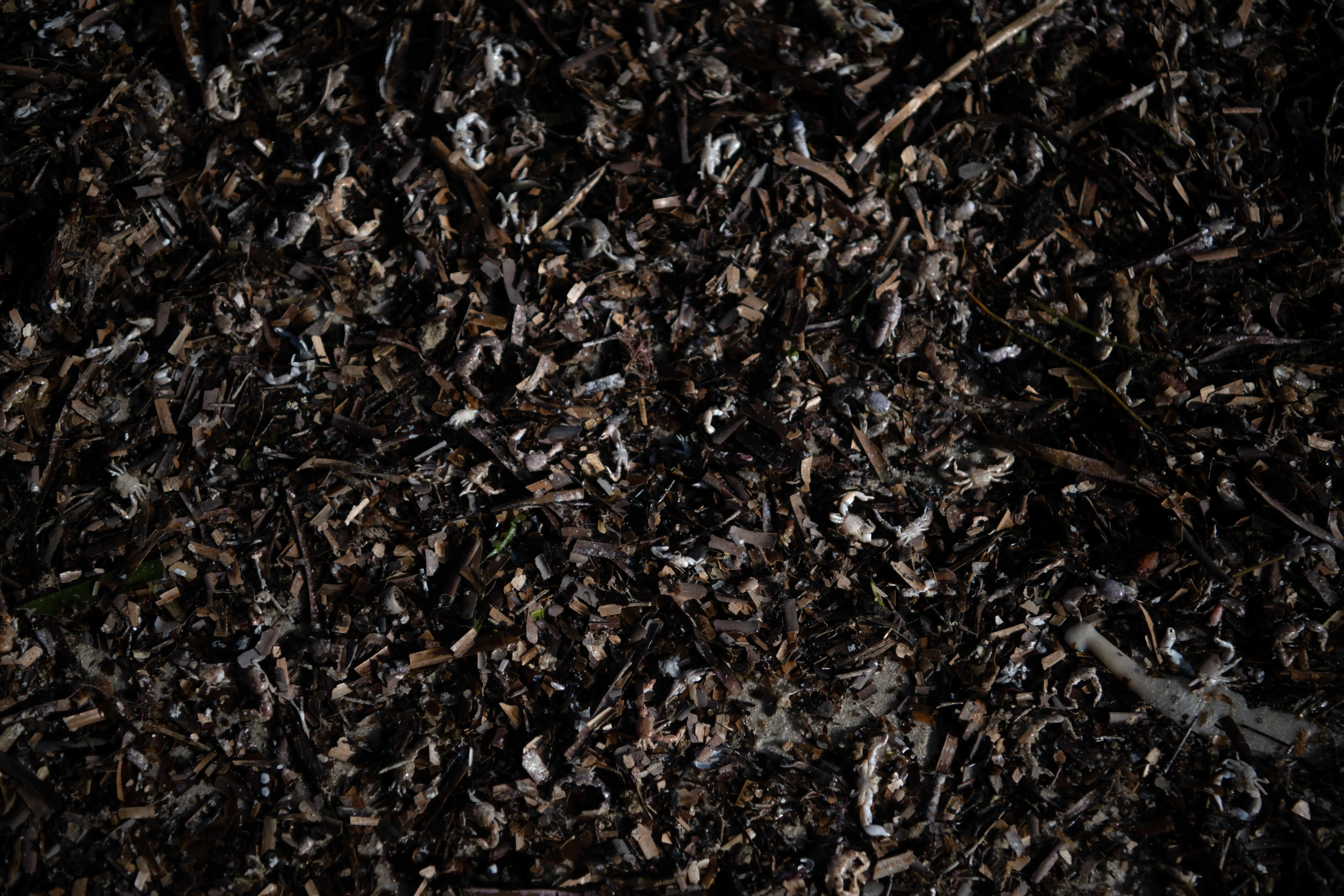 تظهر الصورة قاع البحر مغطى بجثث المحار المتعفن نتيجة تكاثر الطحالب الضارة في جنوب أستراليا، مما يهدد التنوع البيولوجي.