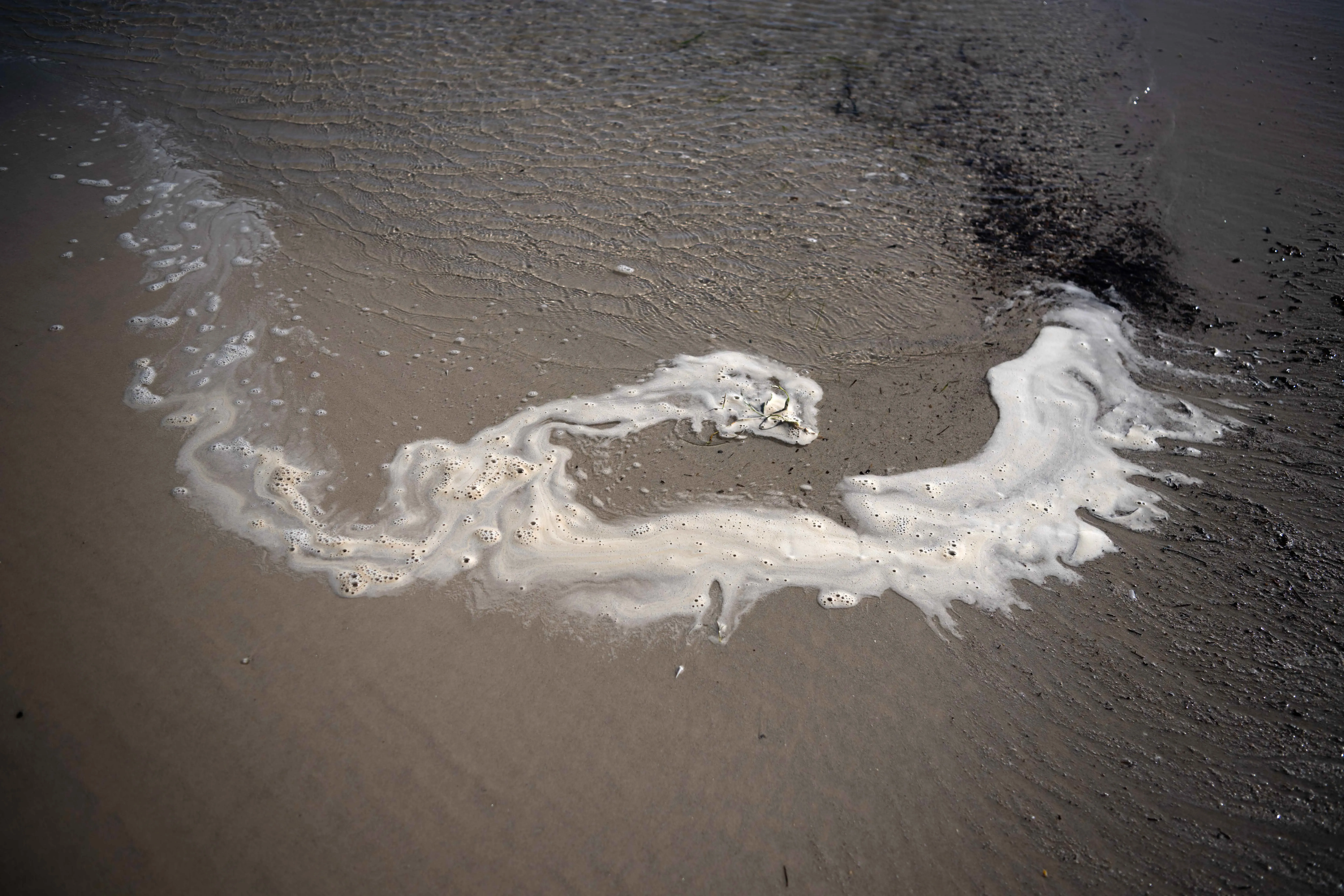 رغوة صفراء تتشكل على الشاطئ، تظهر آثار تكاثر الطحالب الضارة في جنوب أستراليا، مما يؤثر على الحياة البحرية والنظم البيئية.