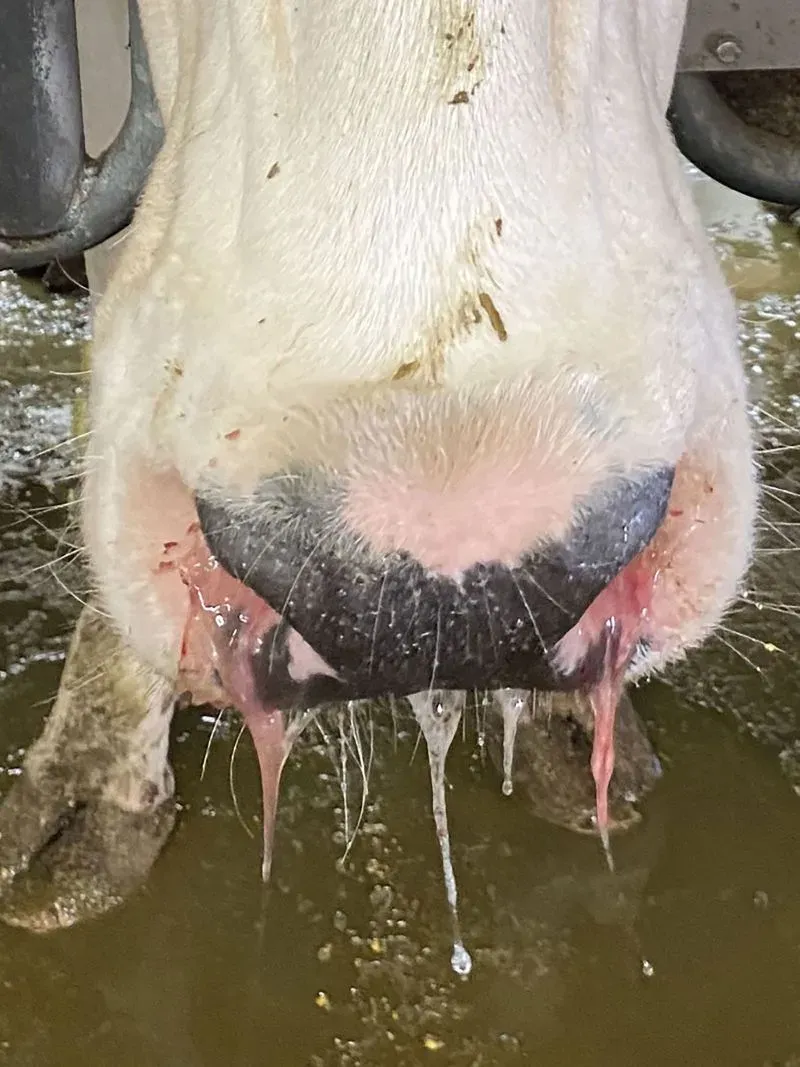 خروف يمضغ العشب في مزرعة، مع تسرب السائل من أنفه. الصورة توضح تأثير إنفلونزا الطيور على الثروة الحيوانية.