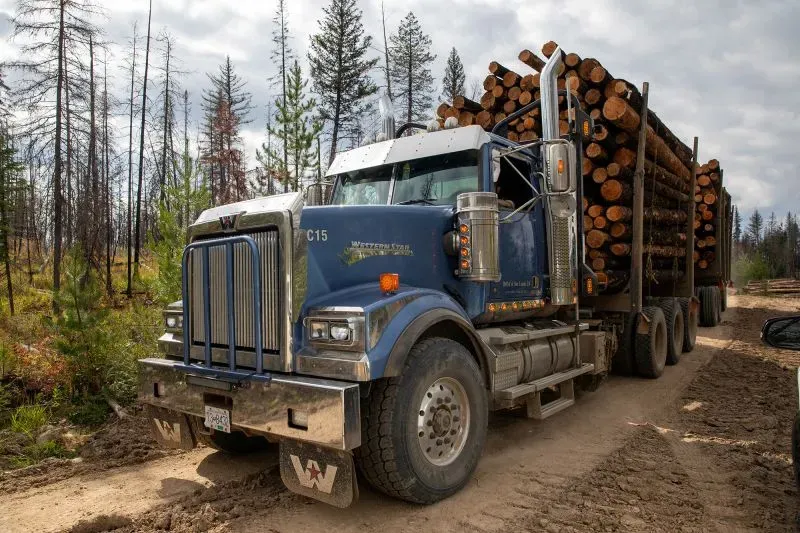 شاحنة نقل محملة بأخشاب الصنوبر في منطقة غابية، تعكس أهمية الخشب في صناعة البناء الأمريكية وسط تحديات التعريفات الجمركية.