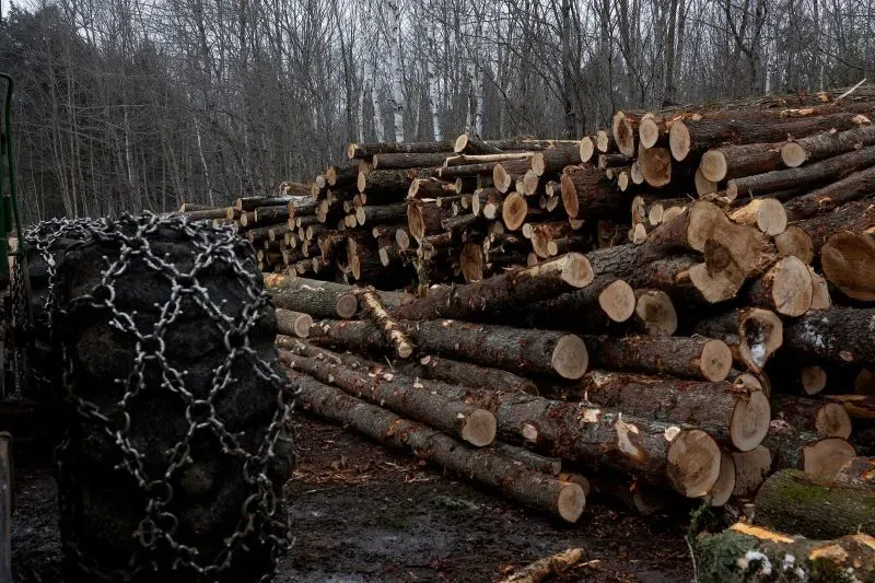 أكوام من جذوع الأشجار المقطوعة في منطقة غابية، تعكس تأثير سياسة ترامب على صناعة الأخشاب في الولايات المتحدة.