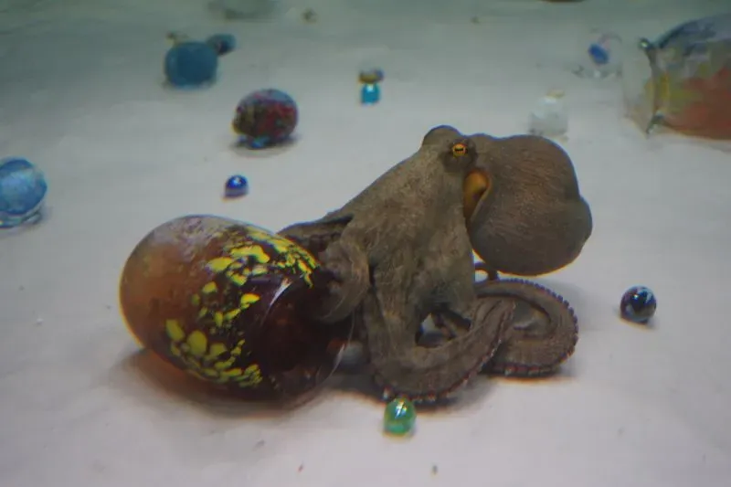 أخطبوط يستكشف مجموعة من الكرات والأوعية الزجاجية الملونة في حوض مائي، معبرًا عن فضوله وتفاعله مع البيئة المحيطة.