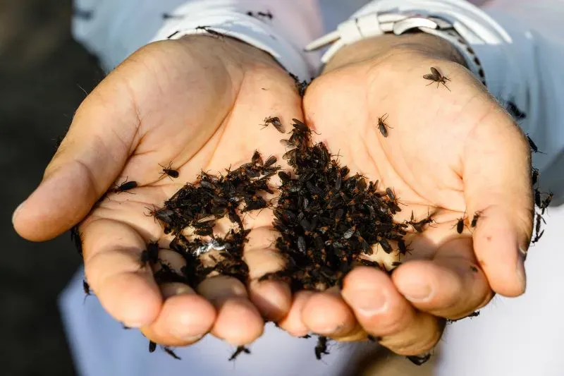 رجل يحمل حفنة من حشرات الحب السوداء، بينما تتجمع حول يديه العديد من الحشرات الصغيرة، مما يعكس تفشيها في كوريا الجنوبية.